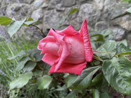 rosa Rosen im Garten der rosa Rosen. foto