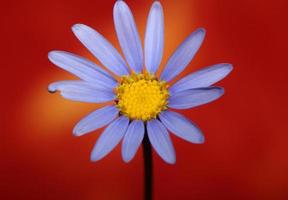 blauer stern blume blüte makro felicia amelloides familie compositae moderner botanischer hintergrund große größe hochwertige drucke wohnkultur foto