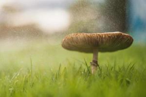 Pilze im Regen. Regenwettersaison und Pilze. Naturkonzept. foto