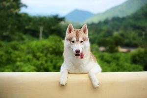 Sibirischer Husky auf Rasenfläche mit Berghintergrund, glücklicher Hund, lächelnder Hund, Hundeporträt foto