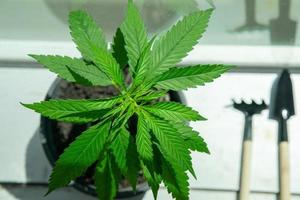 In Töpfen angebaute Cannabispflanzen, die in klimatisierten Räumen wachsen, sich um das Konzept der Cannabispflanzen kümmern. foto
