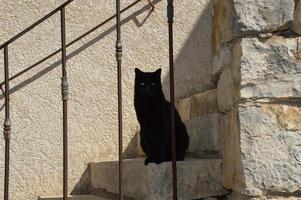 eine schwarze Katze auf der Treppe