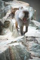 Pavian auf Felsen. entspannte Affen, die im Familienverband leben. große Affen foto