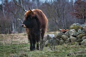 Hochlandrinder auf einer Wiese. kräftige Hörner braunes Fell. Landwirtschaft und Viehzucht foto