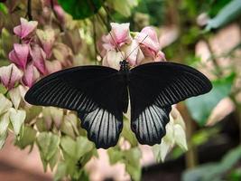 bunter schmetterling auf einem blatt, blume. elegant und zart foto