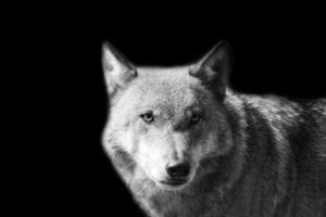 Sibirischer Wolf im Porträt. Raubtier, das den Betrachter ansieht. Säugetier Tierfoto foto