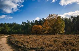 in der Neuruppinaer Heide. in herbstliche Lichtstimmung. foto