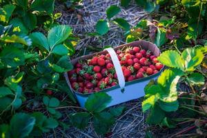 Korb mit frisch gepflückten Erdbeeren, die auf den Feldern zur Abholung aufbewahrt werden, im ländlichen Ontario, Kanada foto