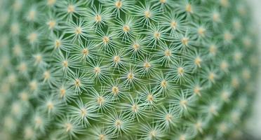 Mammilaria perbella Kaktus mit weißem Dorn Textur Hintergrund geschlossen. kleine schöne und trockenheitsresistente, sukkulente Pflanze foto