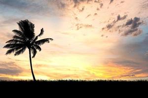 Kokospalmensilhouette mit schönem natürlichem Licht. zur Verwendung als Hintergrund. naturansicht und sonnenuntergangkonzept foto
