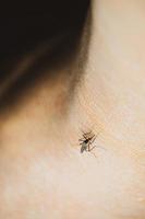 Mücken in tropischen Wäldern saugen Blut auf menschlicher Haut. foto