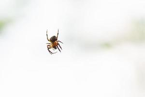 Spinne auf dem transparenten Netz hautnah foto