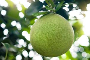 Pomelo-Frucht, die an der schönen Haut hängt. Hintergrund sind verschwommene Blätter von Bäumen mit hellen Lichtstrahlen. foto