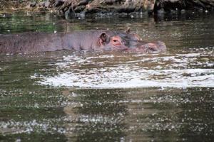 ein Blick auf ein Nilpferd im Wasser foto