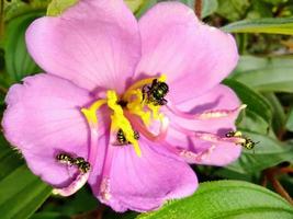 cucurbita maxima Kürbisblüten sind gelb mit Insekten an den Rändern foto