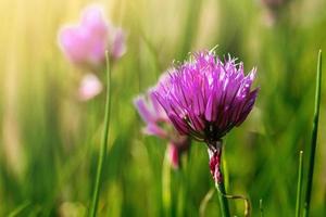 violette wilde Zwiebellauchblumen in der Sonne. blühende wilde frühlingspflanzen. Garten- und Blumenzucht.