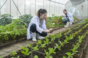 Scientis analysieren Bio-Gemüsepflanzen im Gewächshaus, Konzept der Agrartechnik foto