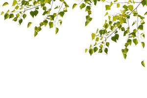 grüne Birkenblätter isoliert auf weißem Hintergrund foto