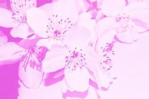 weißer jasmin der zweig zarte frühlingsblumen foto