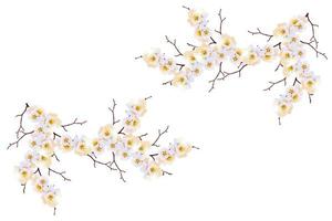 blühender Zweig der Kirsche isoliert auf weißem Hintergrund. foto
