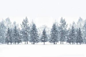 gefrorener Winterwald mit schneebedeckten Bäumen.