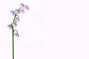 Maiglöckchen Blume auf weißem Hintergrund foto