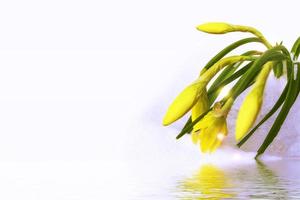 leuchtend bunte narzissenblumen foto