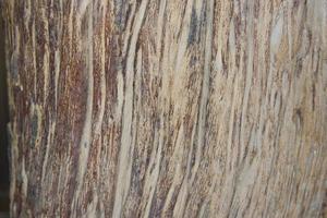 Die Oberfläche des getrockneten Baum- und Kernholzes hat natürliche Rillen und Muster, die wunderschön sind, Rillen und Muster, die die Natur geschaffen hat. foto