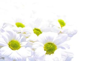 bunte Herbstblumen von Chrysanthemen foto