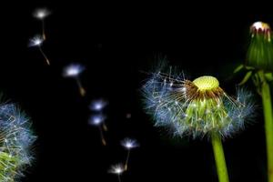 flauschige Löwenzahnblüte. Natur foto