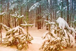 gefrorener Winterwald mit schneebedeckten Bäumen. foto