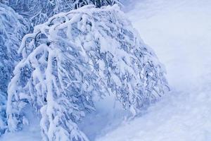 gefrorener Winterwald mit schneebedeckten Bäumen. foto