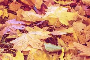 Herbsthintergrund mit hellen bunten Blättern. foto