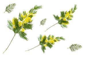 Akazienbaum mit zarten farnähnlichen Blättern und gelben Blüten. foto