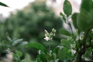 Jasminblütensymbol des Muttertags in Thailand. Platz für Text foto