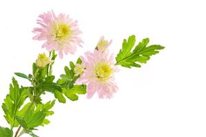 bunte Herbstblumen von Chrysanthemen foto