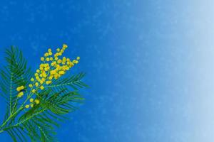 Busch der gelben Frühlingsblumen Mimose foto