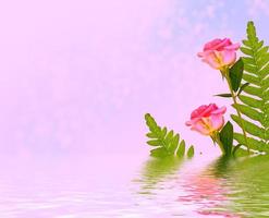 leuchtend bunte Blumenrose foto