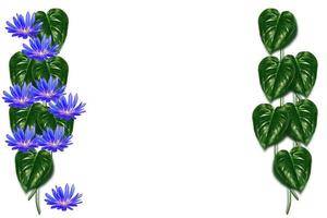 Chicoree. Blumenhintergrund aus grünen Blättern von Monstern und Farnen foto