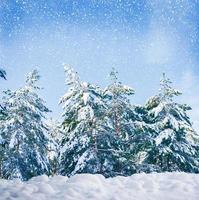 gefrorener Winterwald mit schneebedeckten Bäumen.
