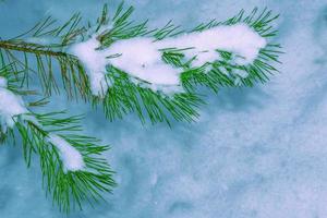 gefrorener Winterwald mit schneebedeckten Bäumen. foto