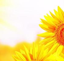Schönes Sonnenblumenfeld im Sommer. gelbe Blumen foto