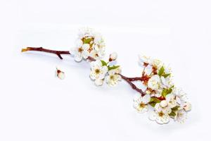 blühender Zweig der Kirsche isoliert auf weißem Hintergrund. foto