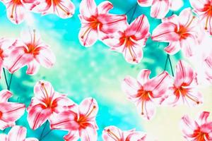 leuchtend bunte Lilienblumen. Blumenhintergrund. foto