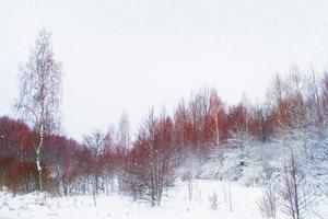 gefrorener Winterwald mit schneebedeckten Bäumen. foto