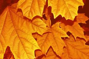 Herbstlandschaft mit leuchtend buntem Laub. Indischer Sommer. foto