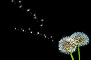 flauschige Löwenzahnblüte foto