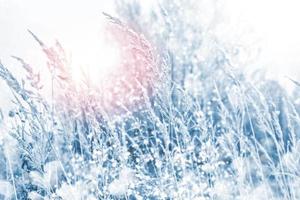 schneebedecktes Gras auf dem Hintergrund einer Winterlandschaft foto