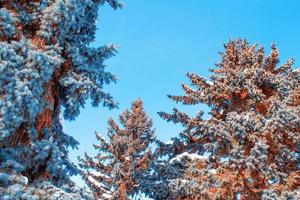 gefrorener Winterwald mit schneebedeckten Bäumen. foto