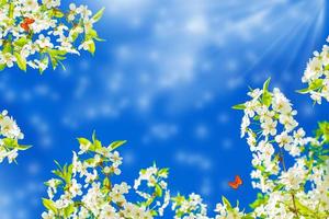 blühende Zweigkirsche. leuchtend bunte Frühlingsblumen. schöne Naturszene. Schmetterling foto